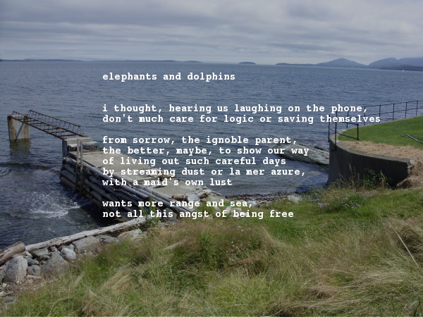 elephants and dolphins